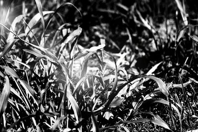 Close-up of grass growing on field