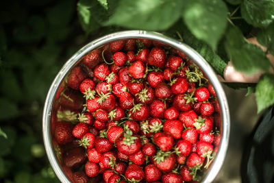 Directly above shot of strawberries in container