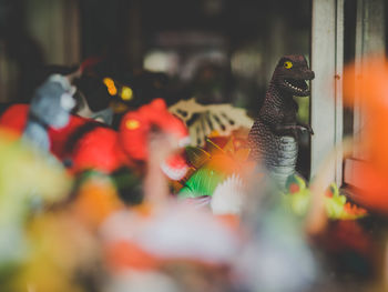 Close-up of orange parrot