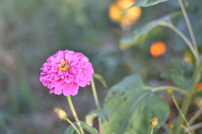 Close-up of pink flowering plant