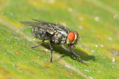 Close-up of housefly