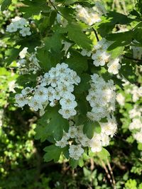 Close-up of white flowering plant