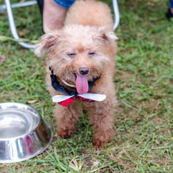 Close-up of dog in grass