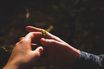 Cropped hands touching twig