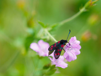 Close-up of butterfly pollinating on pink flower