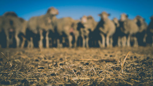 View of sheep on field