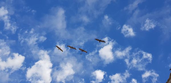 Low angle view of airplane flying in sky