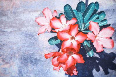 High angle view of red flowering plant