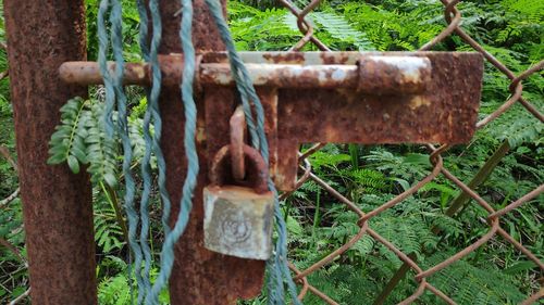 Close-up of rusty metal fence