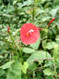 Close-up of red flowering plant