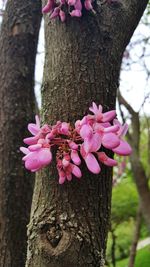 Close-up of pink flowers on tree