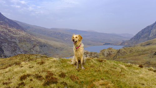 Golden retriever posing in the snowdonia national park in north wales uk