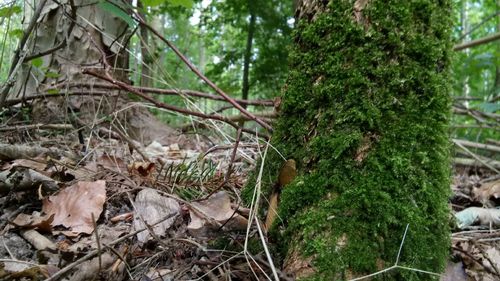 Close-up of tree trunk in forest