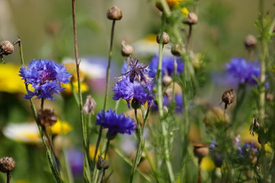 Close-up of purple flowering plants on field