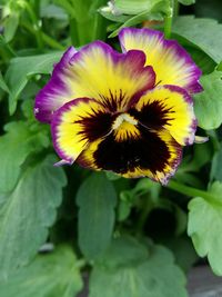 Close-up of yellow flower blooming outdoors