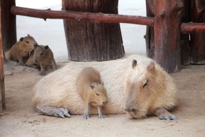 Cute capybara lying in the farm with baby. animal and mother's day concept.