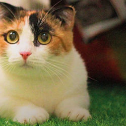 Close-up portrait of cat looking at grass