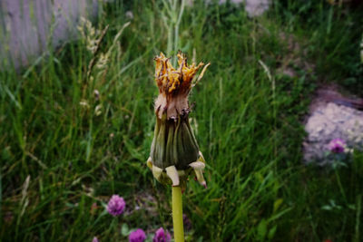 Close-up of flowering plant on field