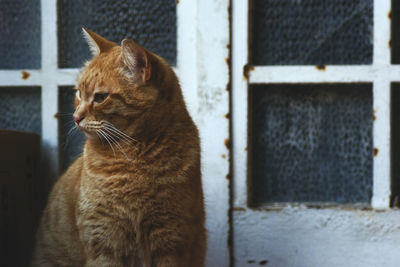 Close-up of a cat looking away