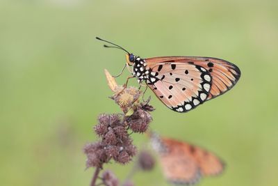 Close-up of butterfly on flower