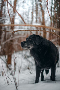 Dog standing on snow covered land