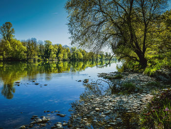 Scenic view of lake against trees in forest