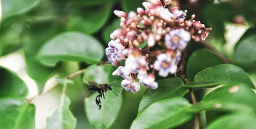 Close-up of bee pollinating on purple flower