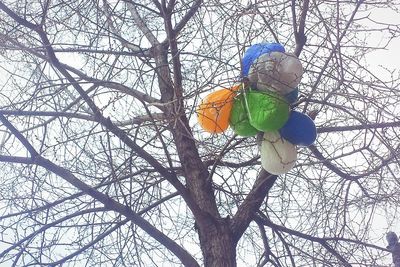 Low angle view of a tree