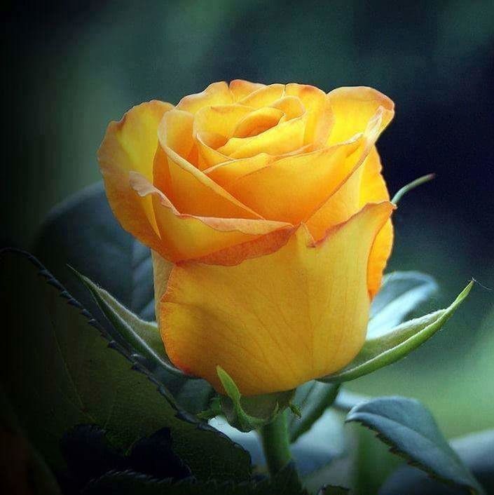 flower, petal, flower head, fragility, yellow, freshness, rose - flower, beauty in nature, growth, close-up, blooming, plant, nature, single flower, focus on foreground, leaf, in bloom, orange color, rose, tulip
