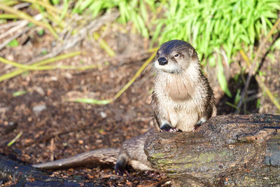 Close-up of meerkat