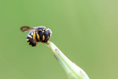 Close-up of bee pollinating flower