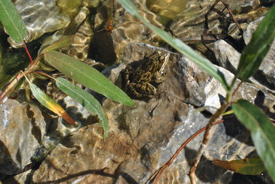 High angle view of insect on plant