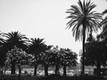 Low angle view of palm trees in park against clear sky