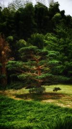 Scenic view of trees on field