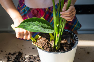 Midsection of woman holding potted plant