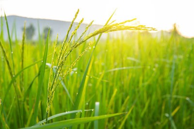 Close-up of crops growing on field