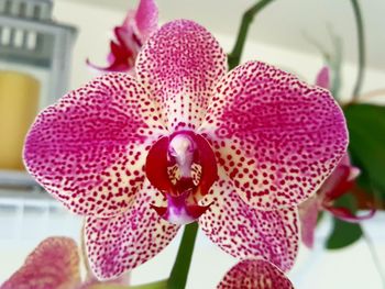 Close-up of pink orchid