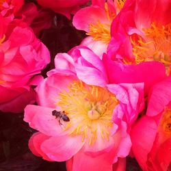 Macro shot of pink flower