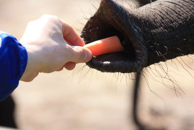 Close-up of man feeding elephant