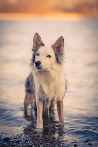 Close-up of dog running on beach