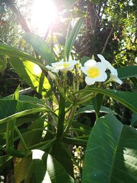 Close-up of white flowering plant