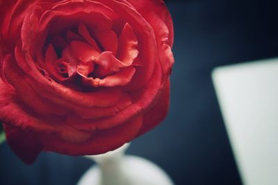 Close-up of red rose