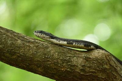 Close-up of snake on tree