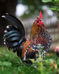 Close-up of rooster on field