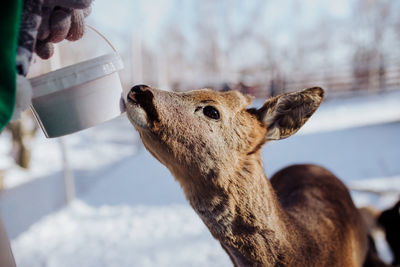 Feeding the deer winter