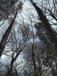 Low angle view of trees in forest against sky
