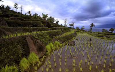 Paddy fields