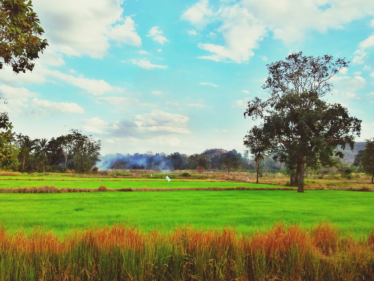 sky, tree, tranquil scene, field, tranquility, grass, landscape, beauty in nature, growth, scenics, cloud - sky, nature, green color, cloud, grassy, rural scene, flower, idyllic, cloudy, non-urban scene