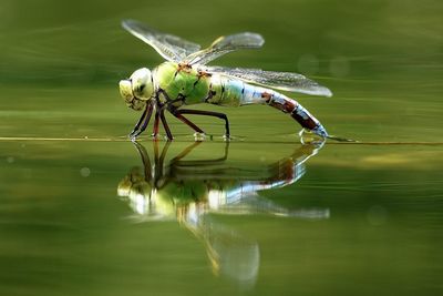 Close-up of dragonfly on water