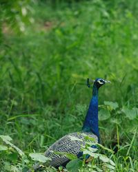 High angle view of a bird on field